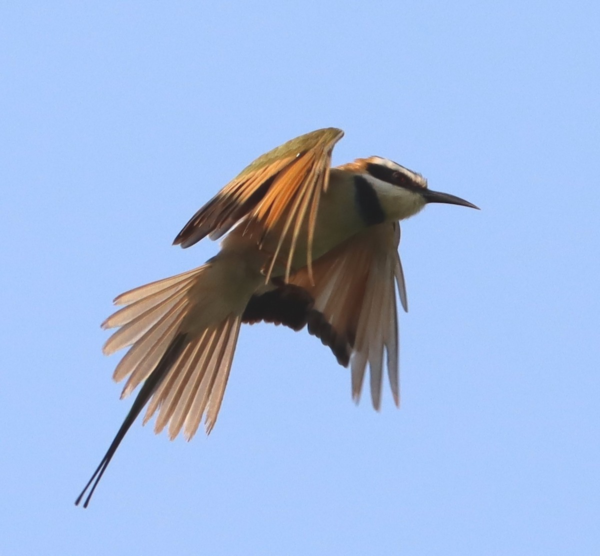 White-throated Bee-eater - ML516459871