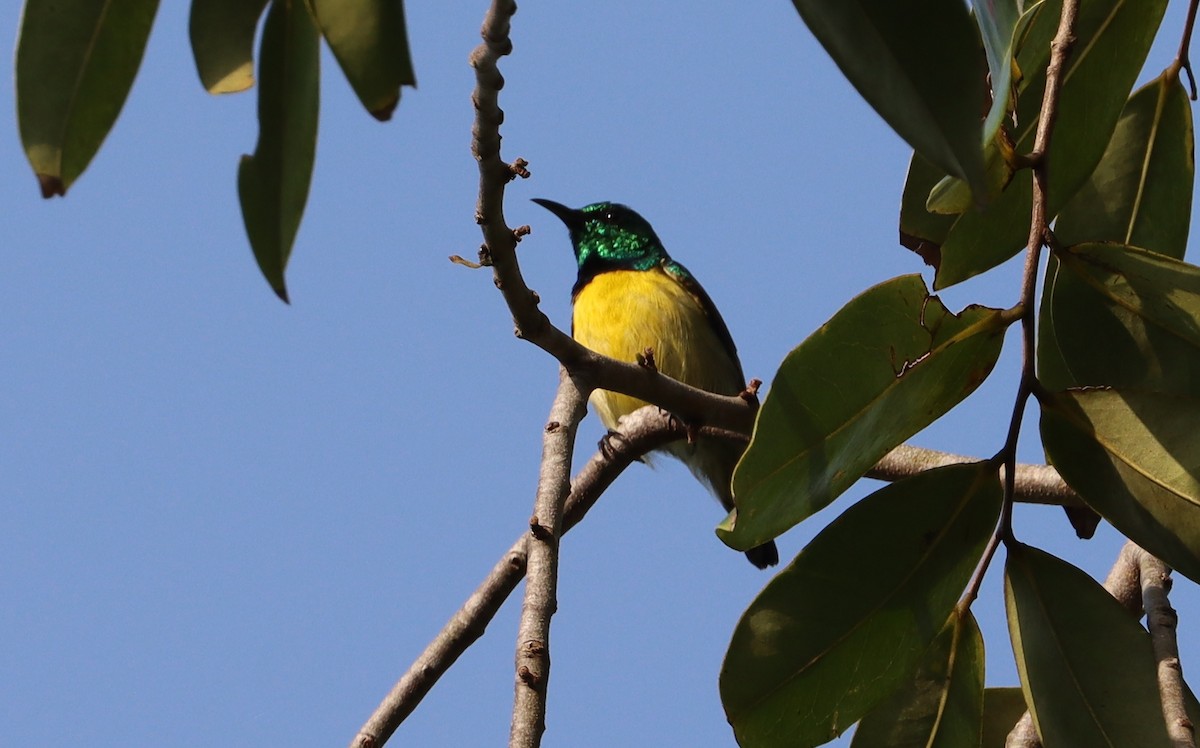 Collared Sunbird - ML516460021