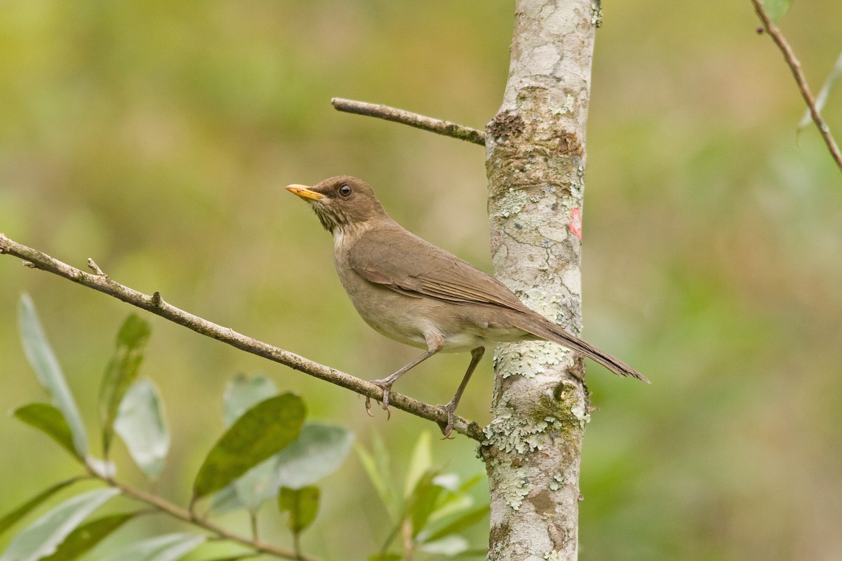 Creamy-bellied Thrush - ML51646021