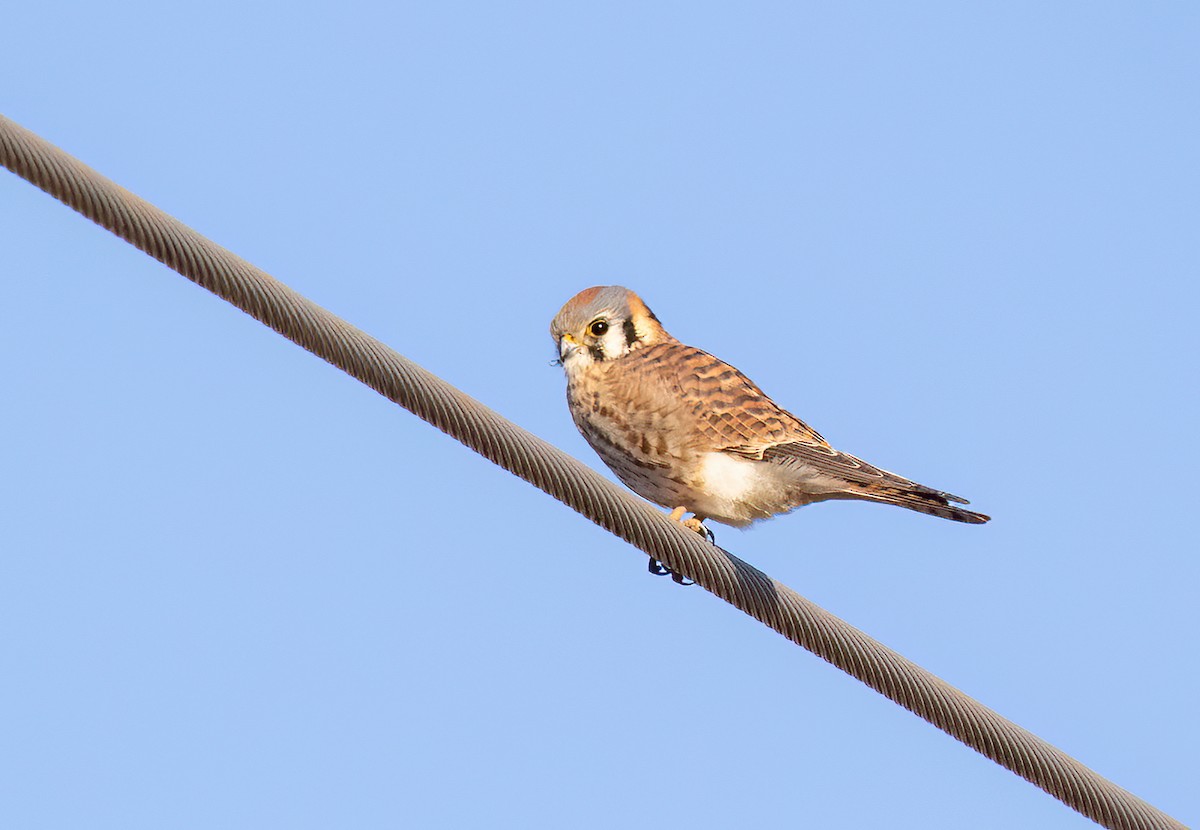 American Kestrel - ML516460281