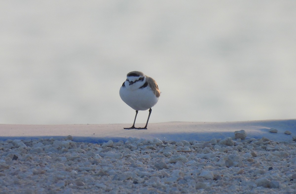 Kentish Plover - Uma Pandiyan