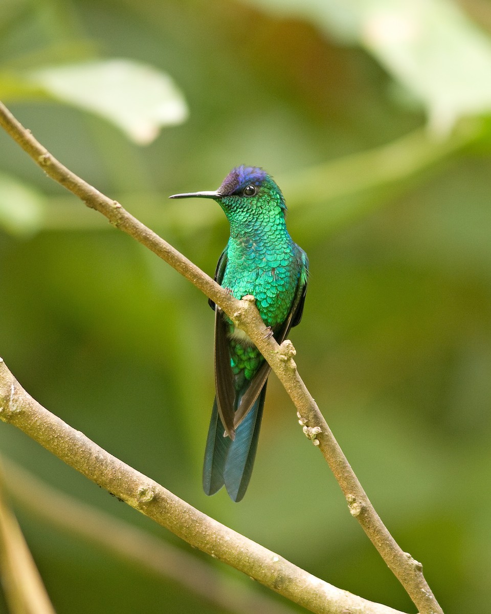 kolibřík fialovotemenný - ML51646101