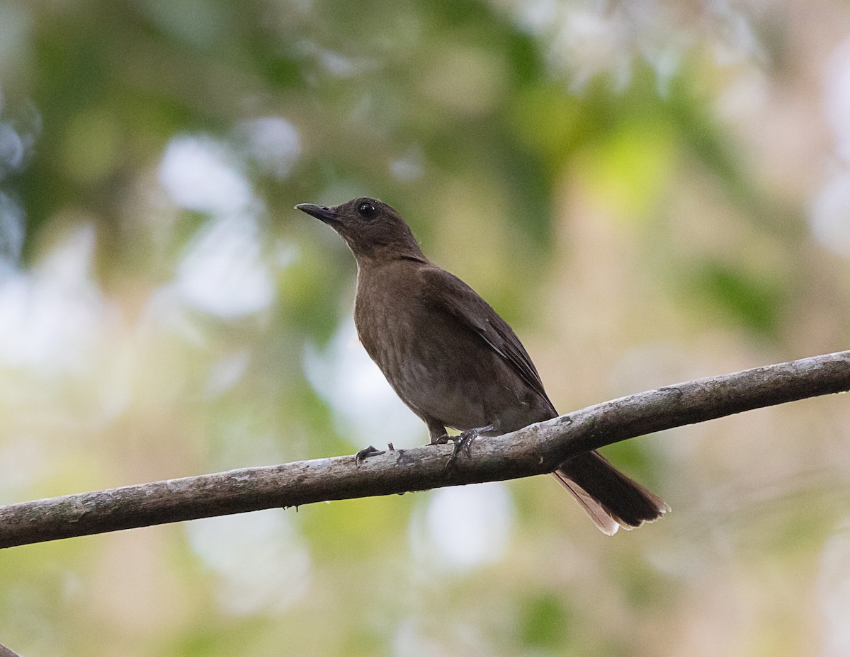 Hauxwell's Thrush - ML516461211