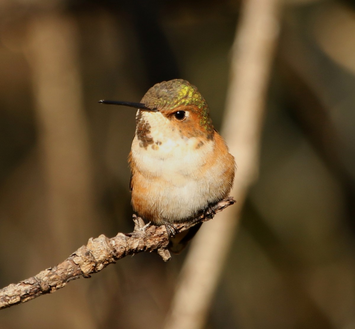 Rufous Hummingbird - River Ahlquist