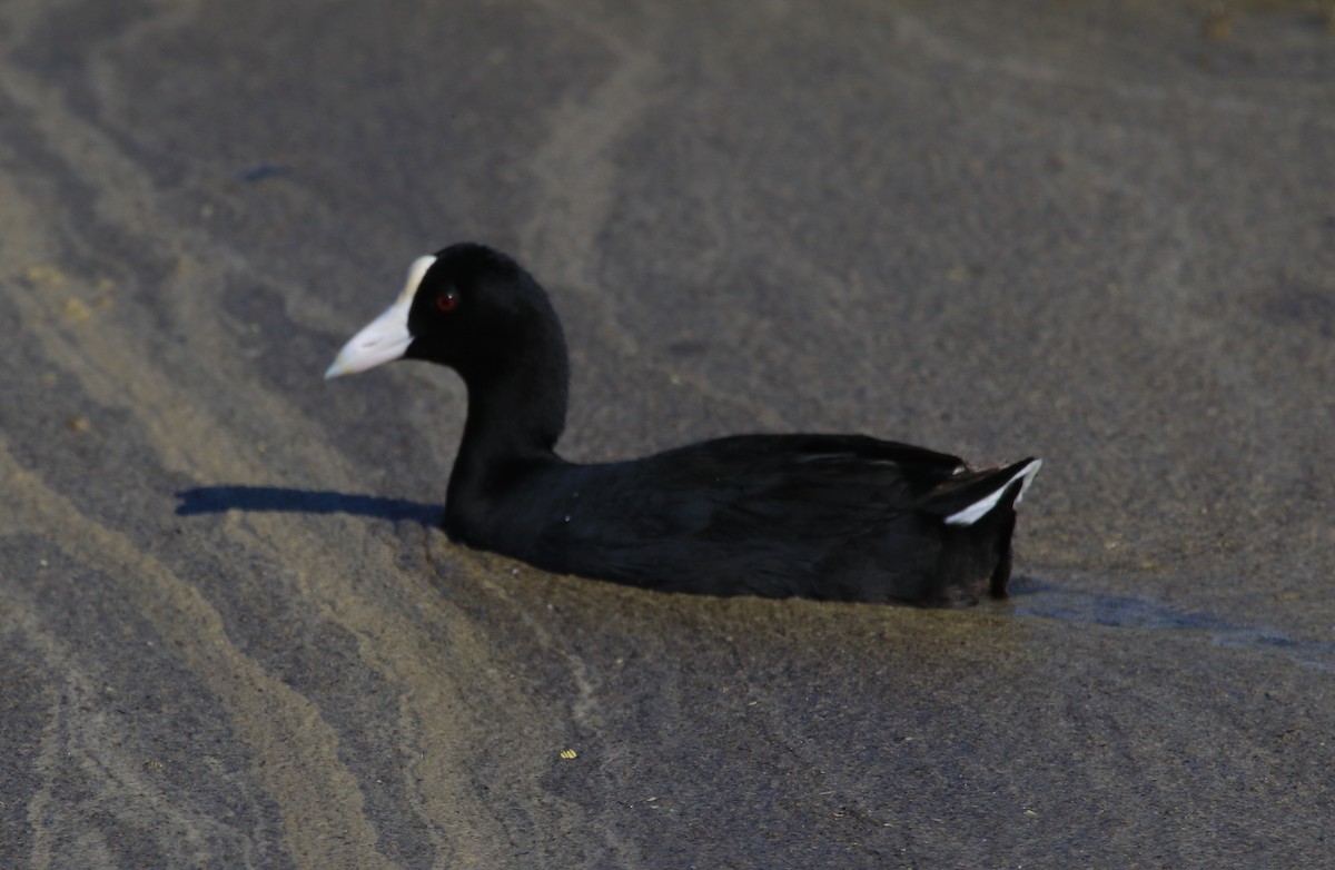 Hawaiian Coot - ML516461861