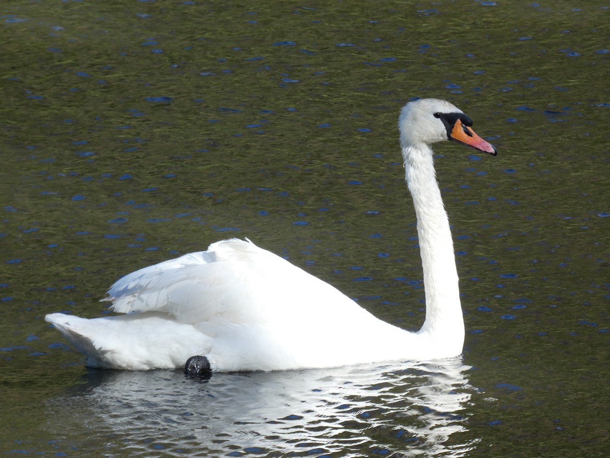 Mute Swan - Carlos Mompó