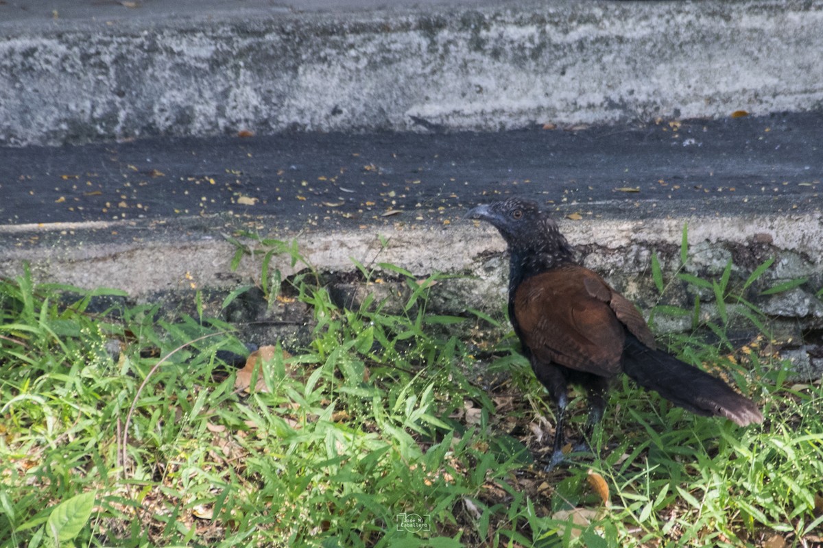 Greater Coucal - José Manuel Caballero Fernández