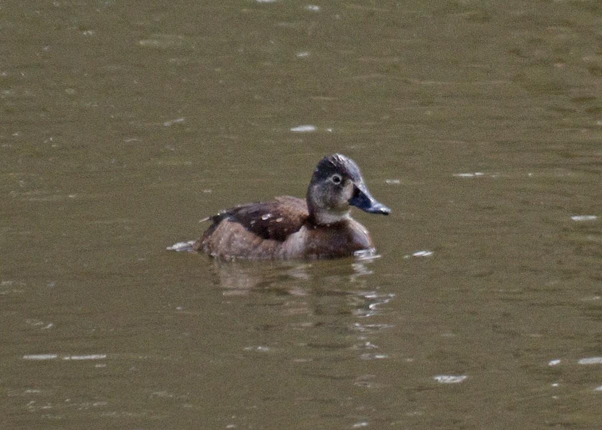 Ring-necked Duck - ML51646301