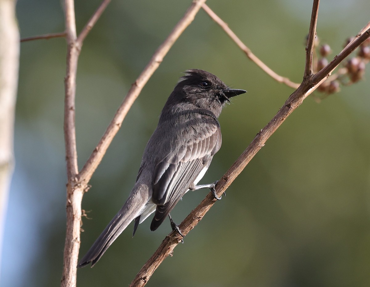 Black Phoebe - ML516464031