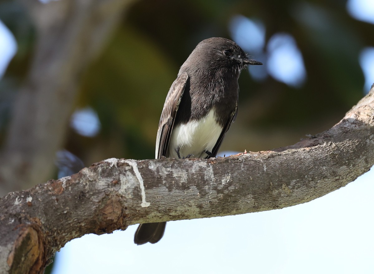 Black Phoebe - ML516464191