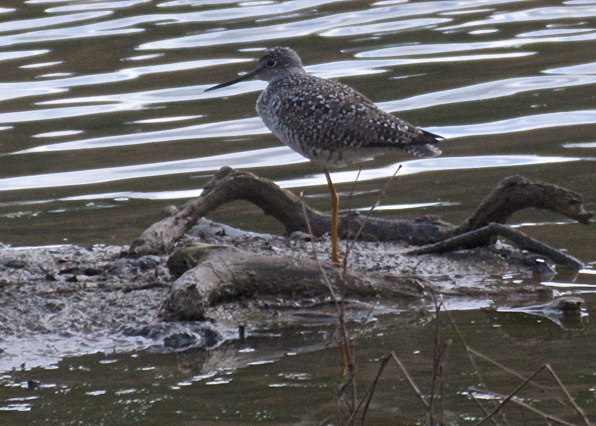 Greater Yellowlegs - ML51646481