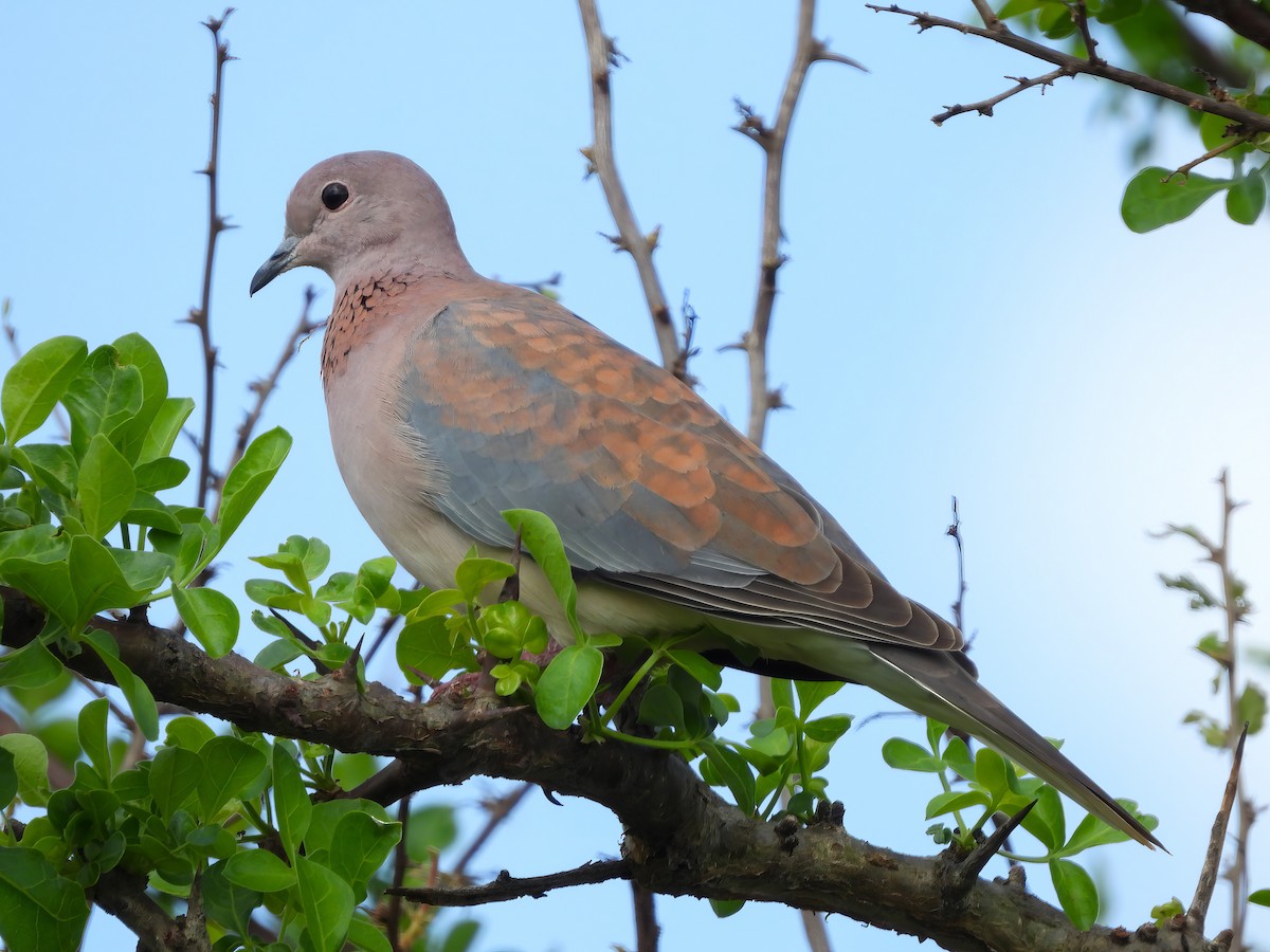 Tórtola Senegalesa - ML516465391