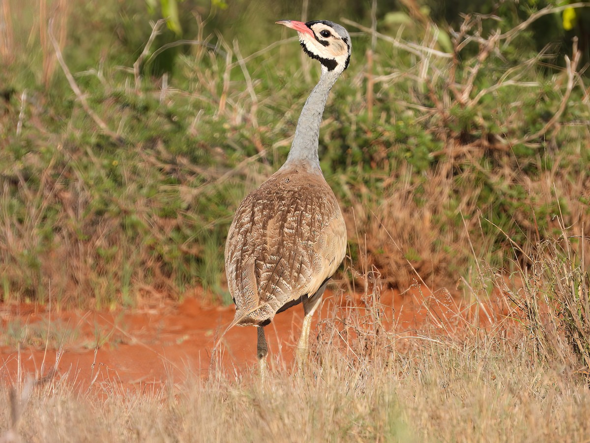 White-bellied Bustard - ML516465731