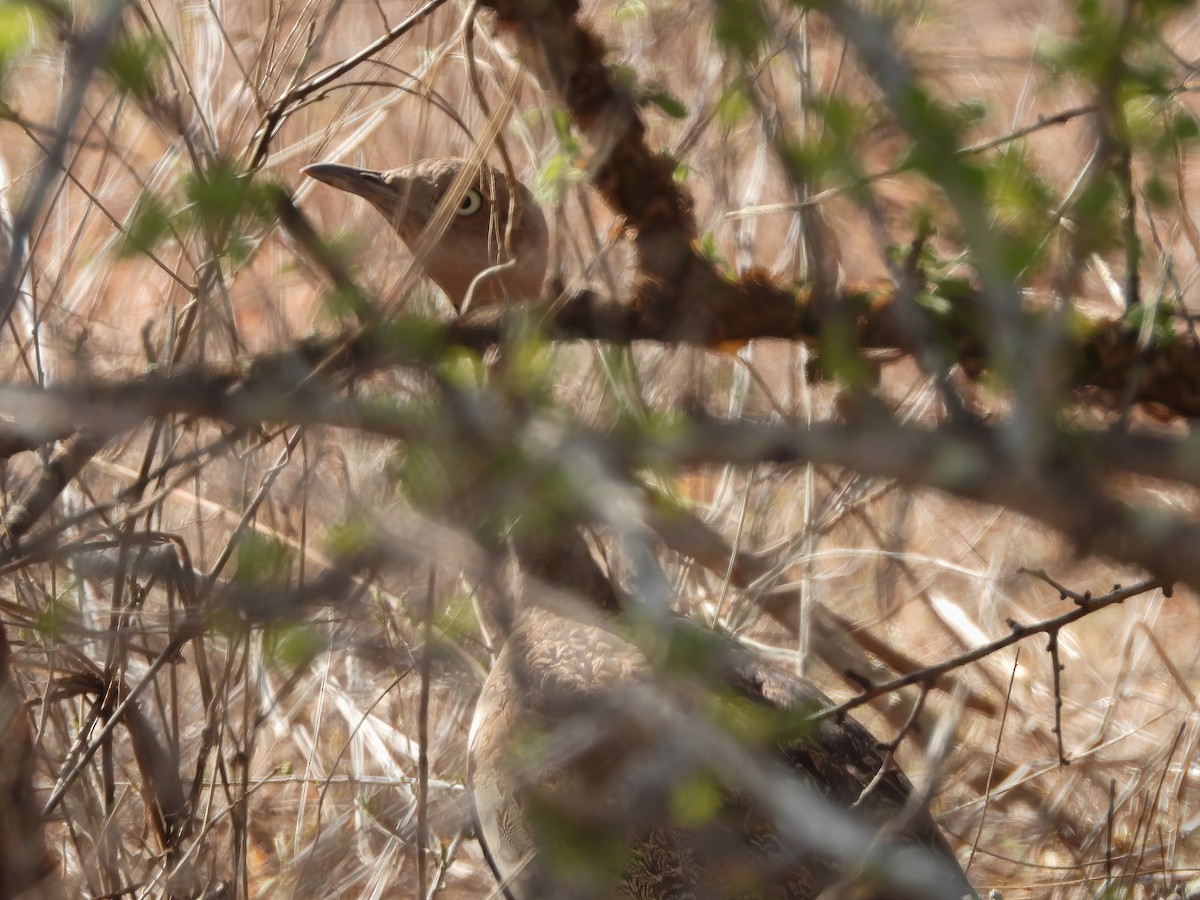 Buff-crested Bustard - ML516465881