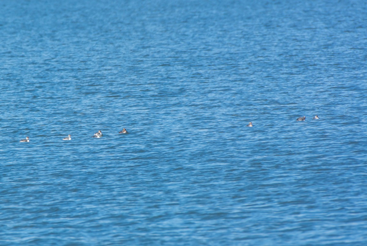 Пірникоза червоношия - ML51646621