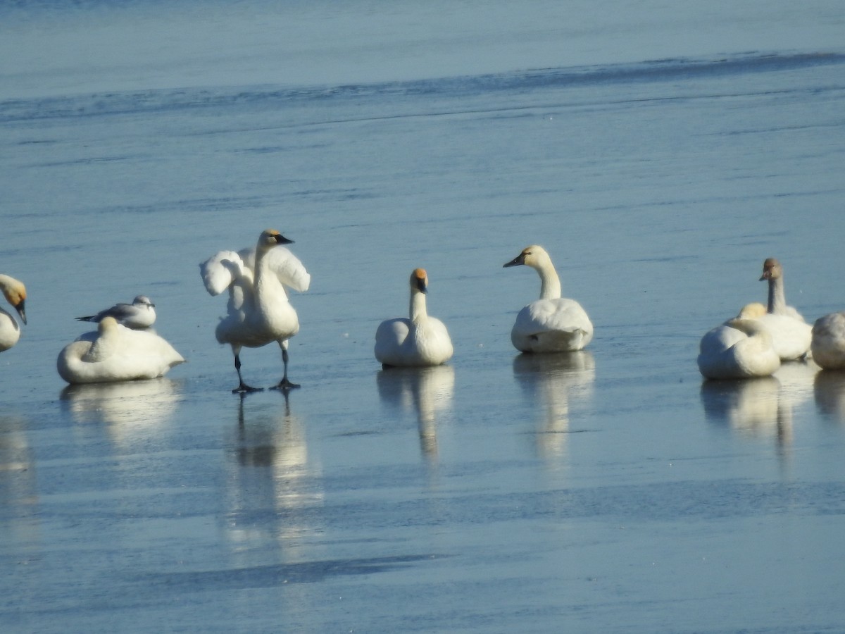 Trumpeter/Tundra Swan - ML516466981