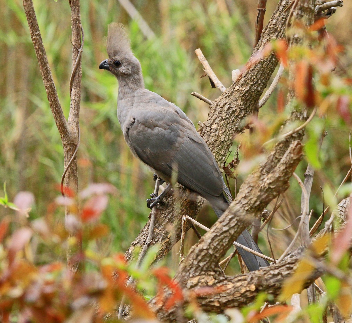 Gray Go-away-bird - ML516467491