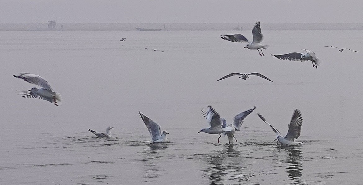 Black-headed Gull - ML516467641