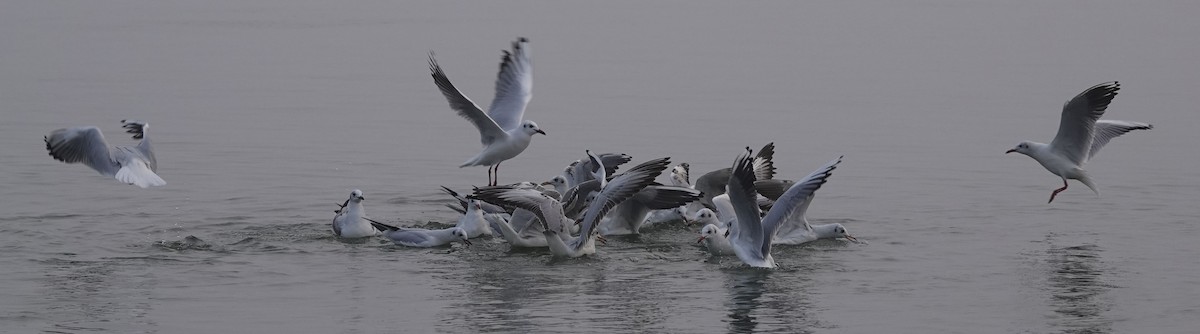 Black-headed Gull - ML516467661