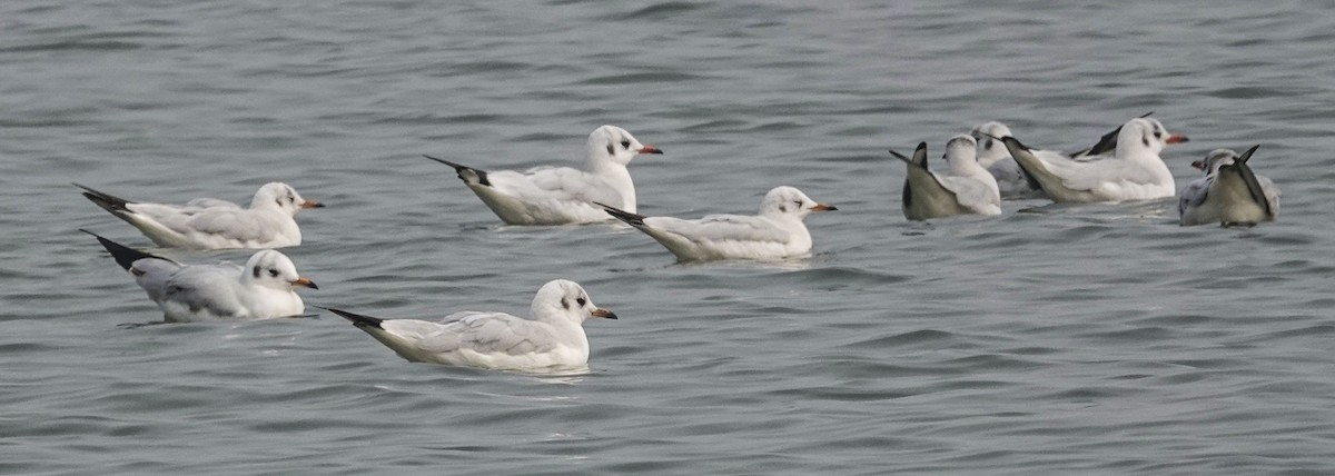 Brown-headed Gull - ML516467791