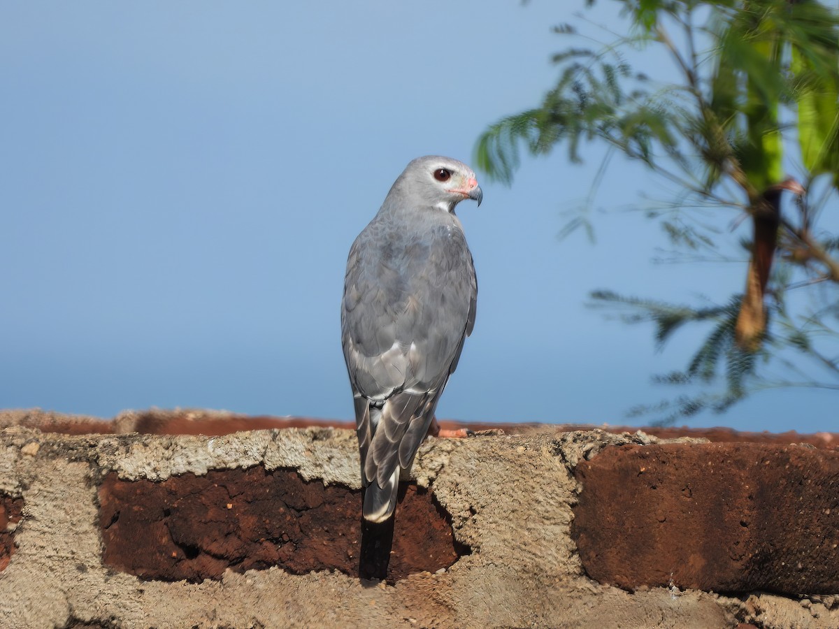 Lizard Buzzard - ML516468801