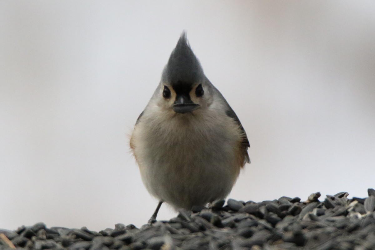 Tufted Titmouse - ML516471641