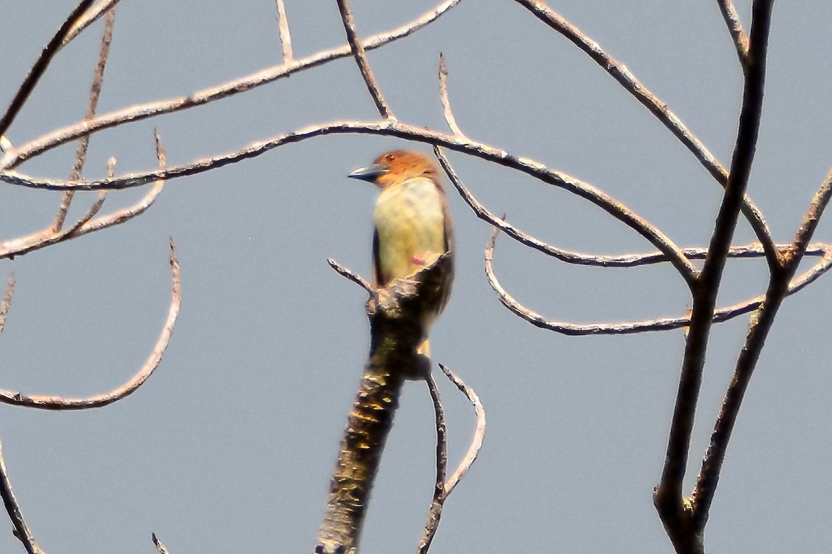 Sooty Barbet - Kurt Gaskill