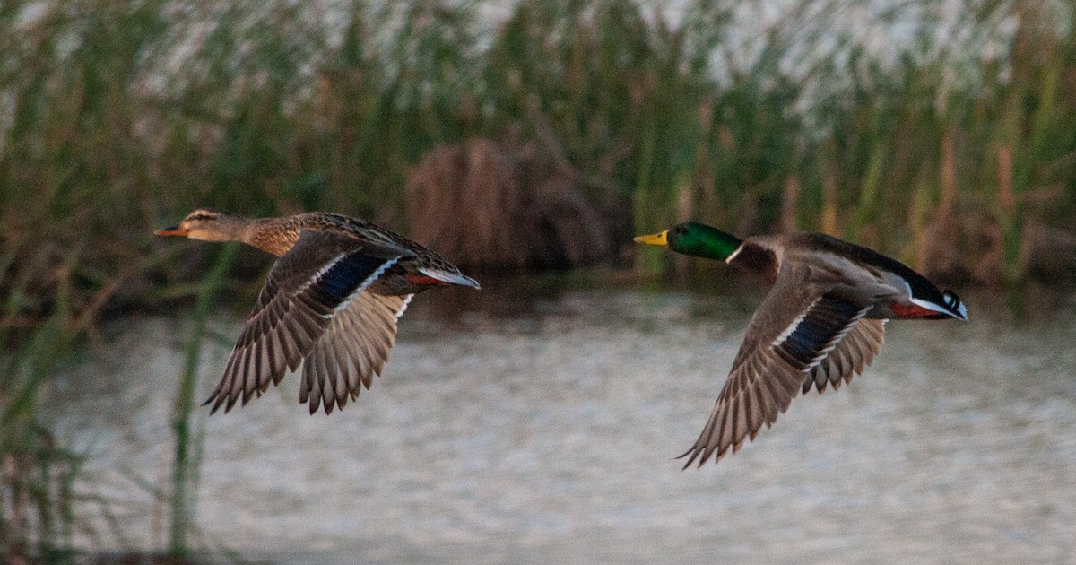 Canard colvert - ML516473041