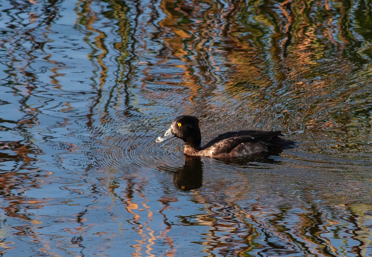 鳳頭潛鴨 - ML516473161