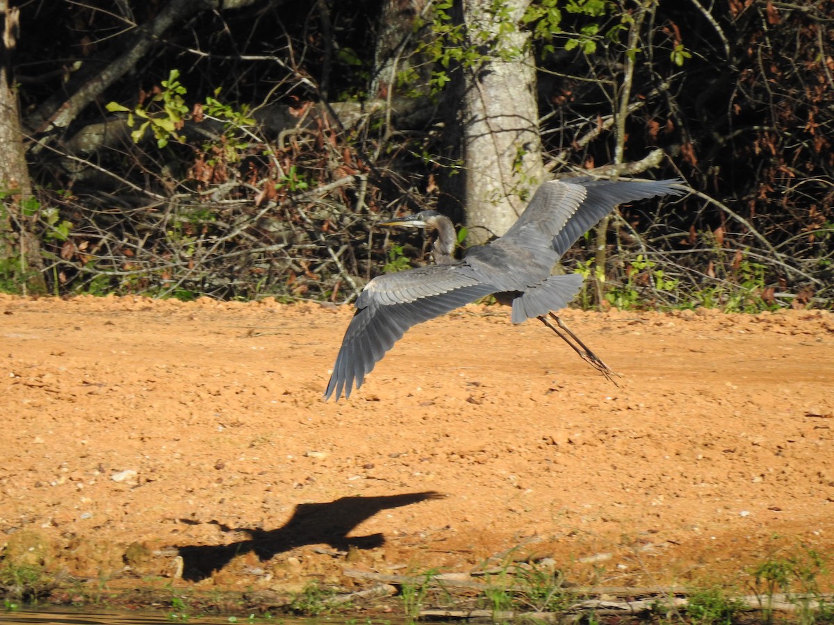 Great Blue Heron - ML516474121