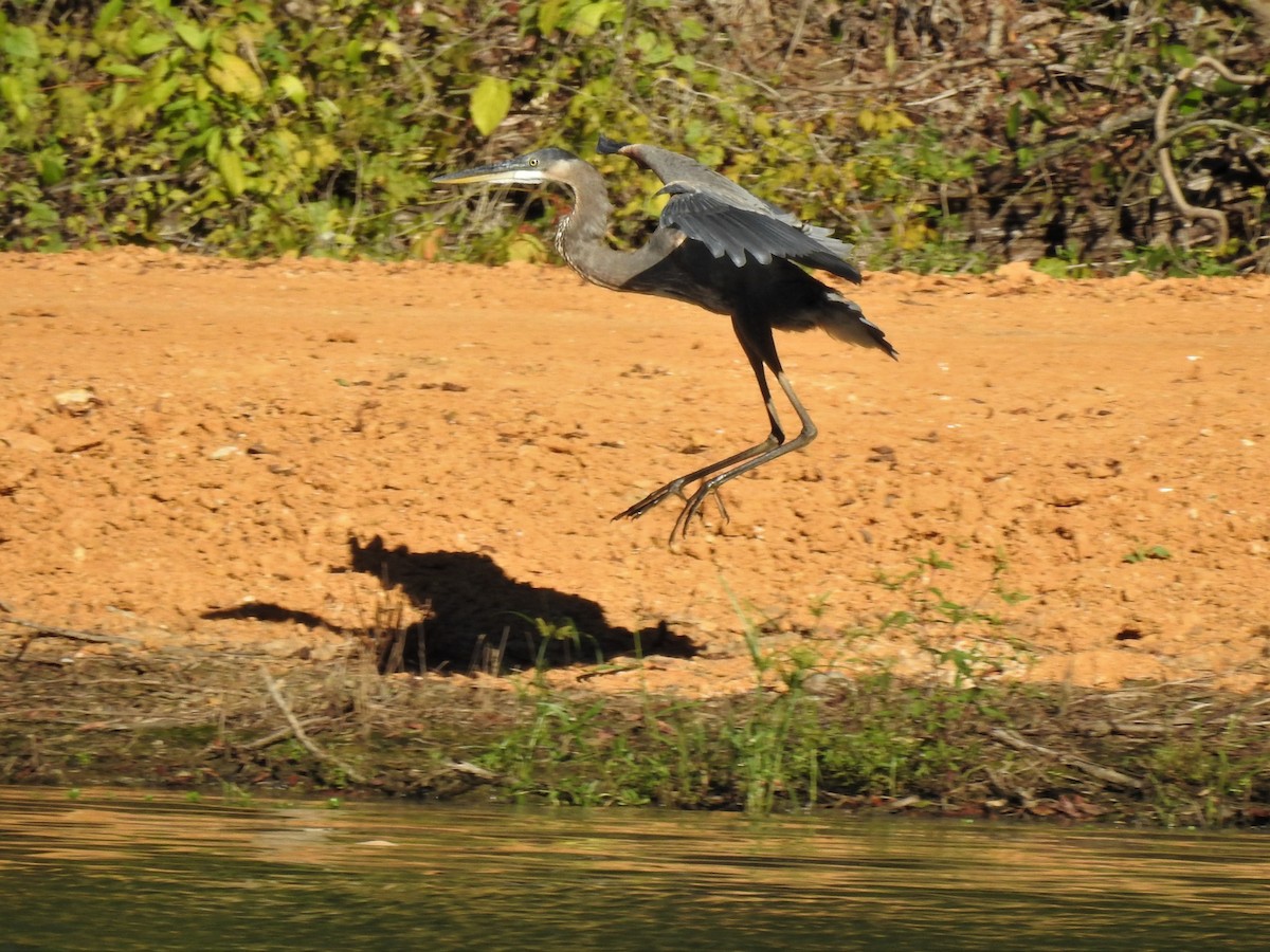 Great Blue Heron - ML516474191