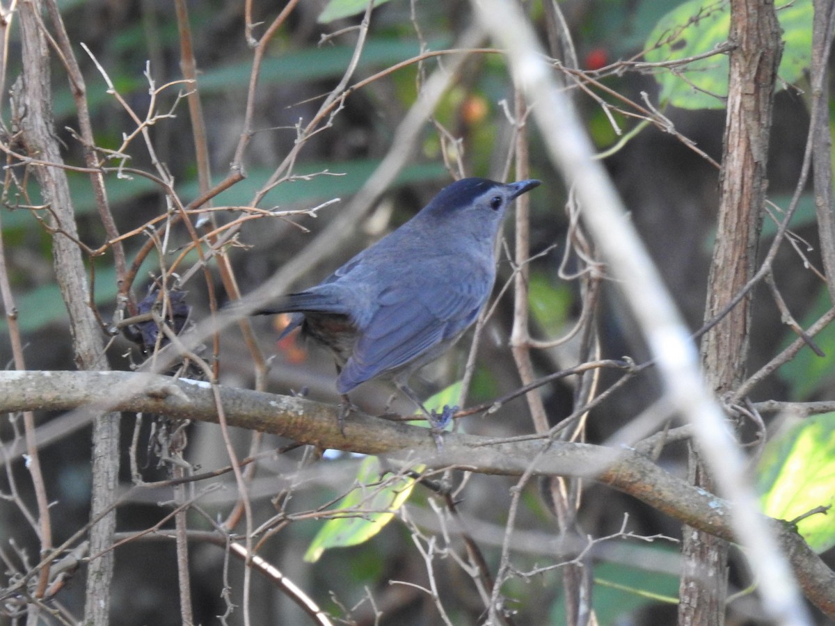 Gray Catbird - ML516474311