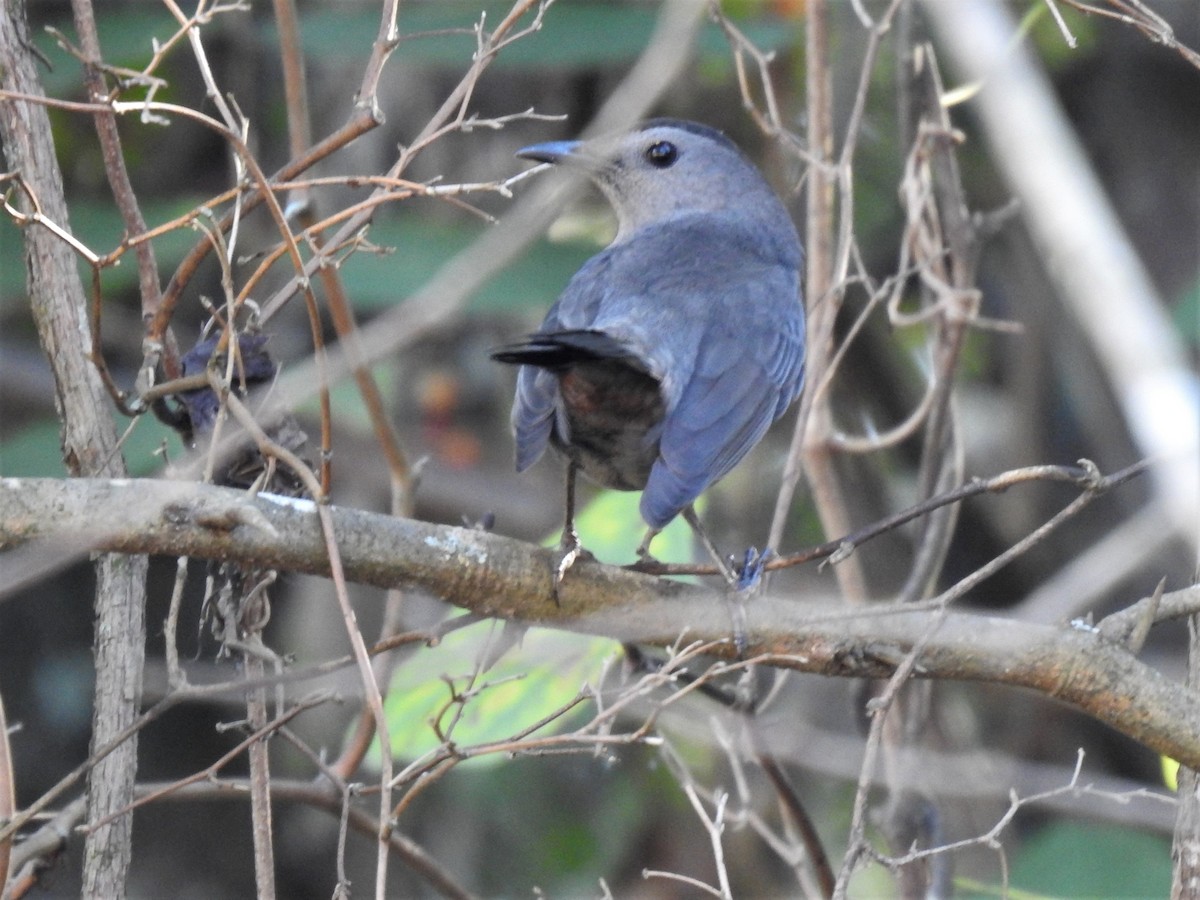 Gray Catbird - ML516474331