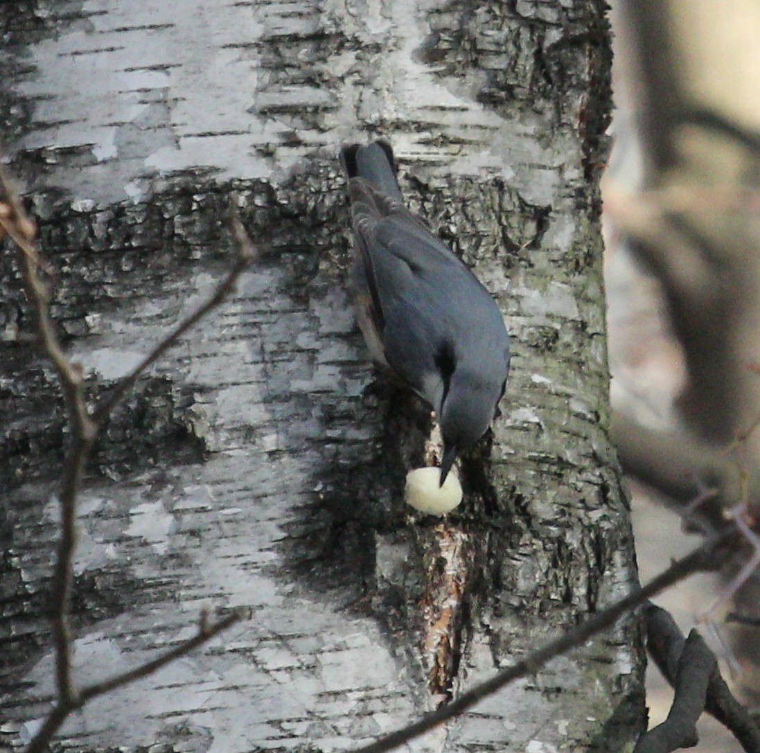 Eurasian Nuthatch - ML51647631