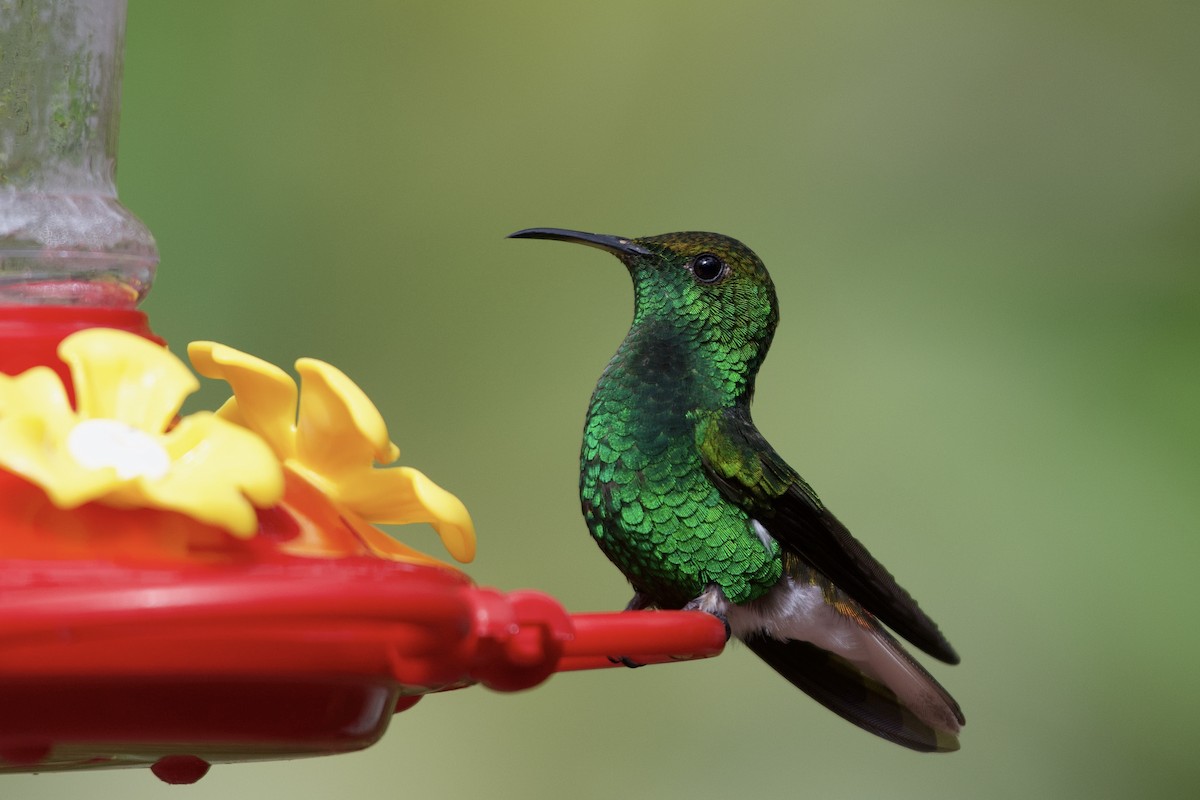 Coppery-headed Emerald - Katie Warner