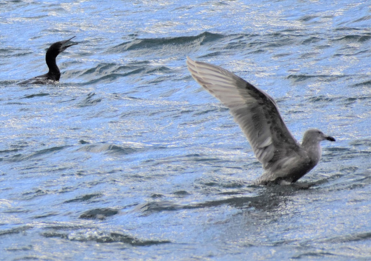 Western Gull - ML516477521