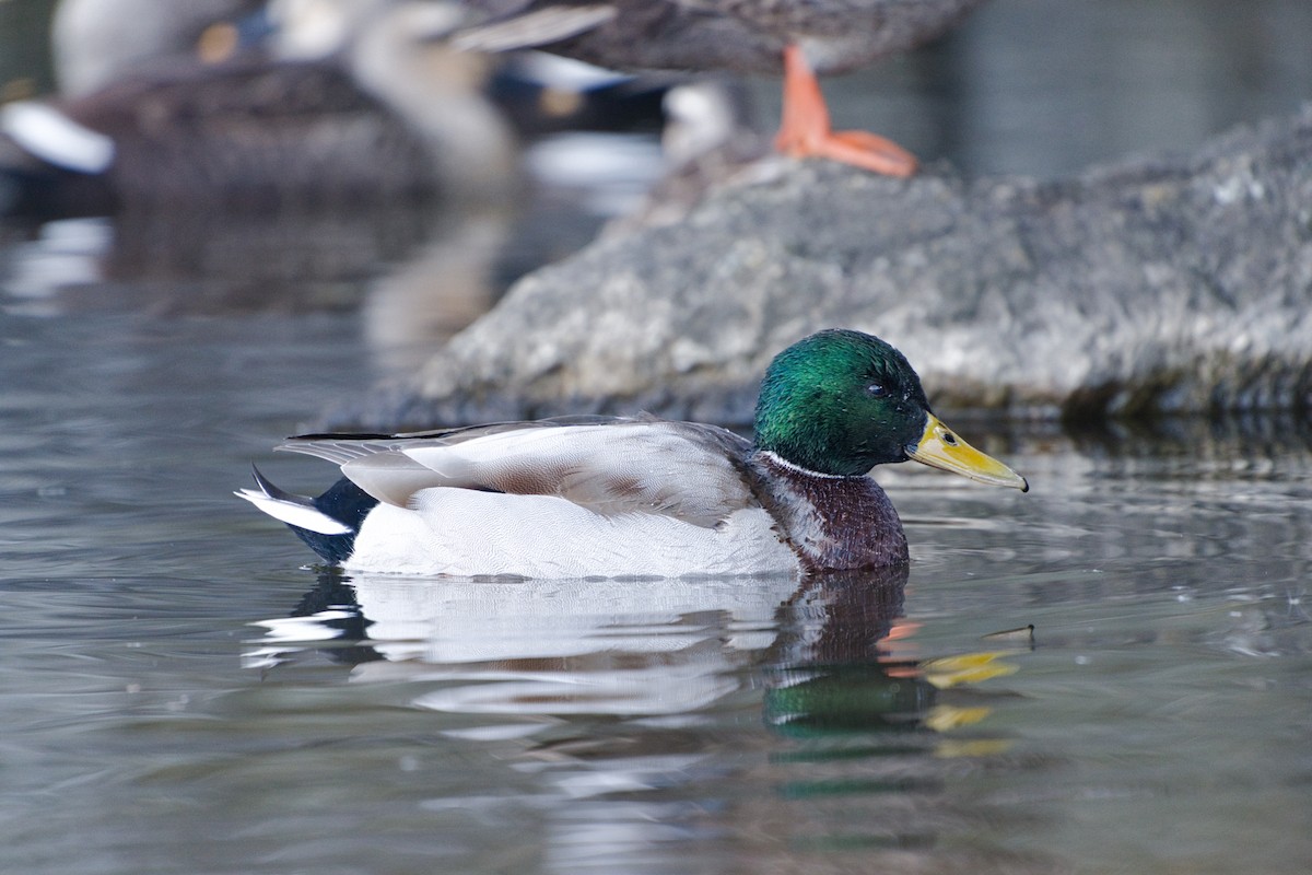 Mallard - ML516478571