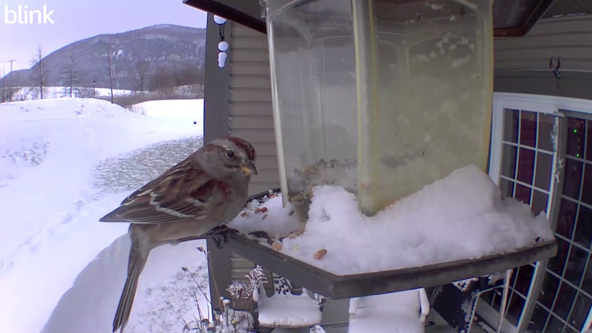 American Tree Sparrow - ML516479261