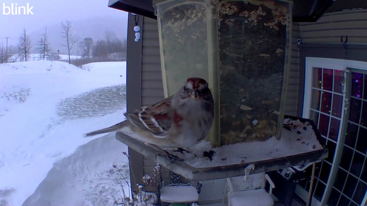 American Tree Sparrow - ML516479271