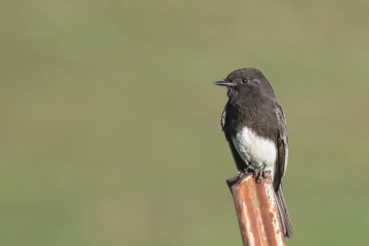 Black Phoebe - Michael Darrach