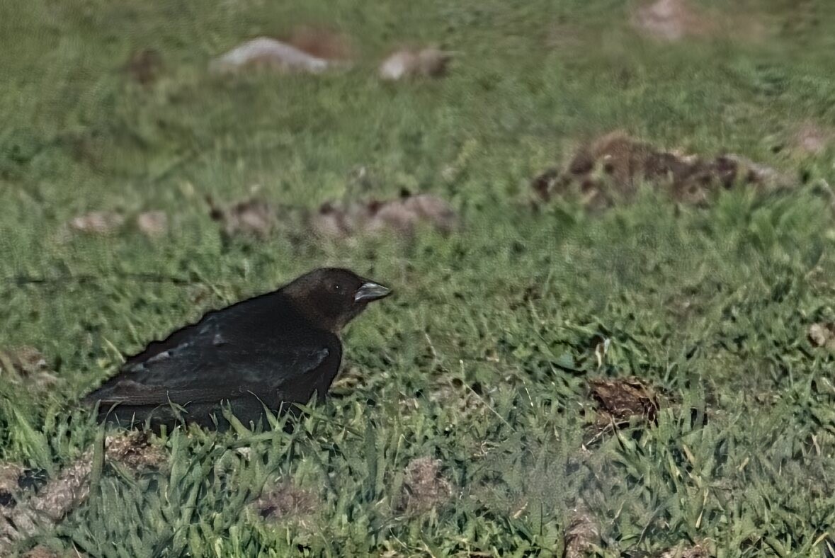 Brown-headed Cowbird - ML516480241