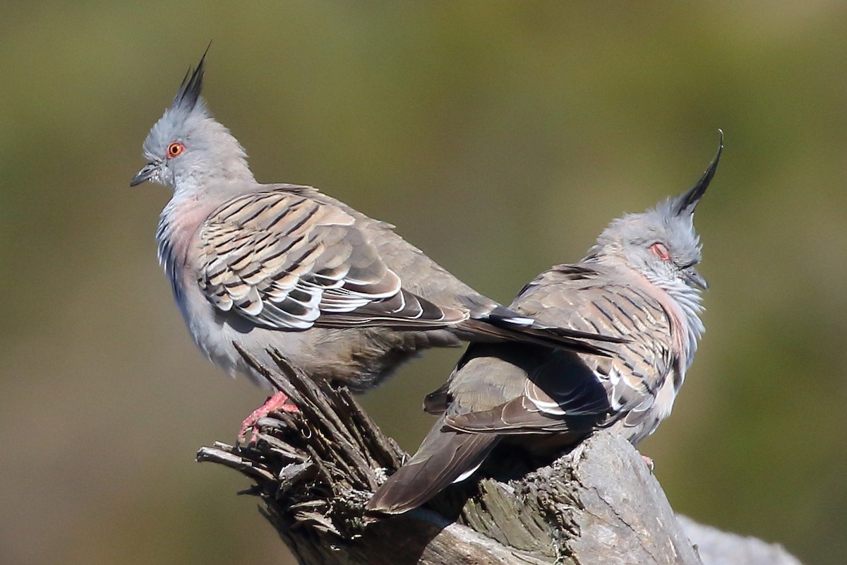 Crested Pigeon - ML516480301