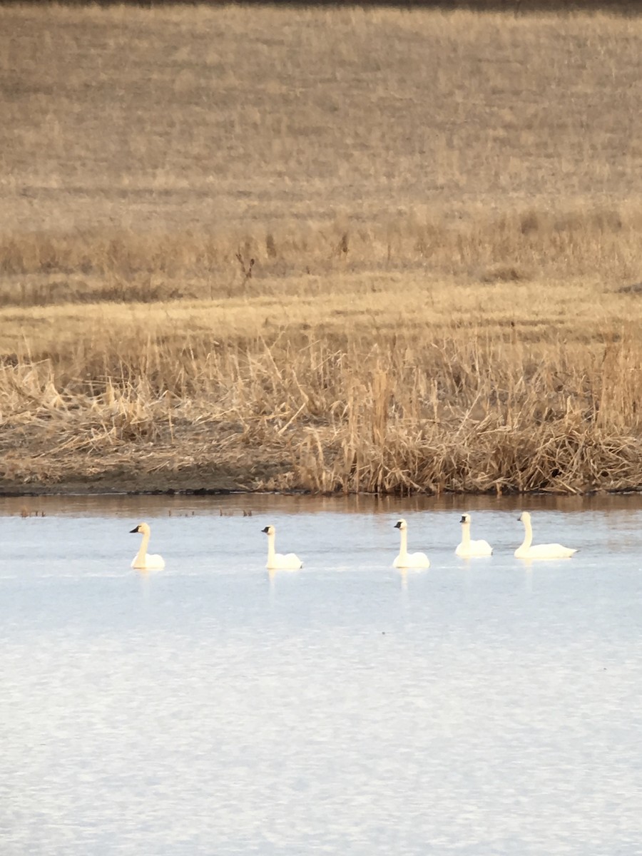 Cygne siffleur - ML51648061