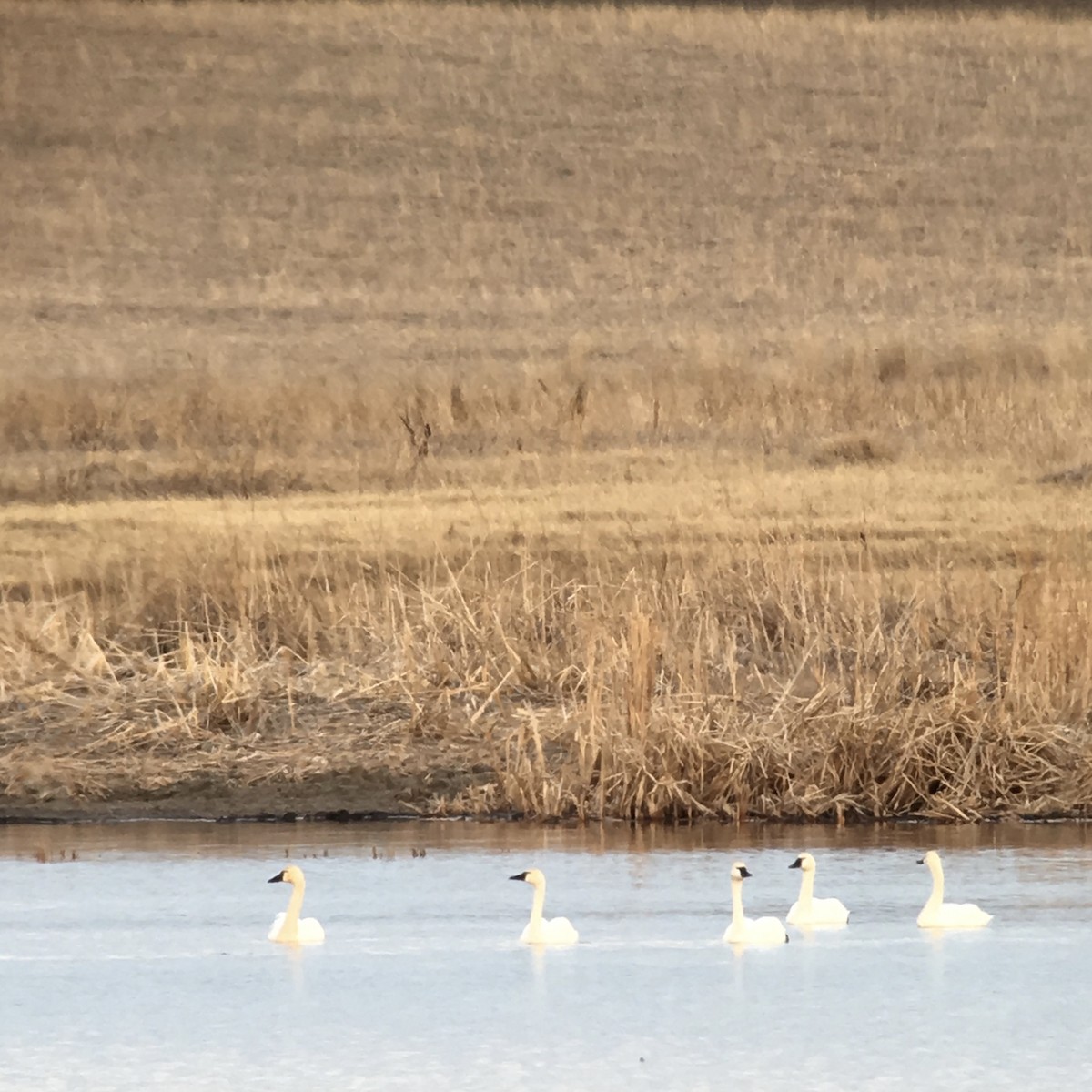 Cygne siffleur - ML51648071