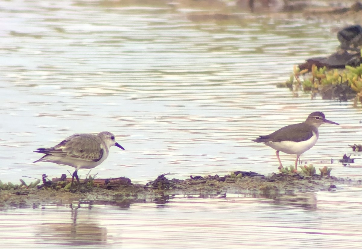 Spotted Sandpiper - Adrian Burke