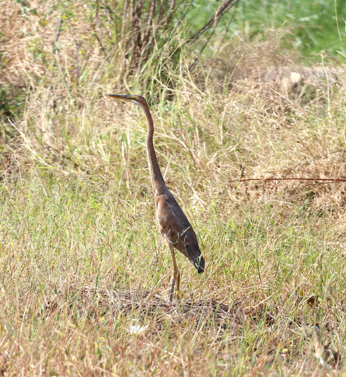 Purple Heron - ML516484231