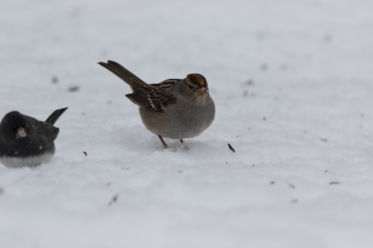 White-crowned Sparrow - ML516485811