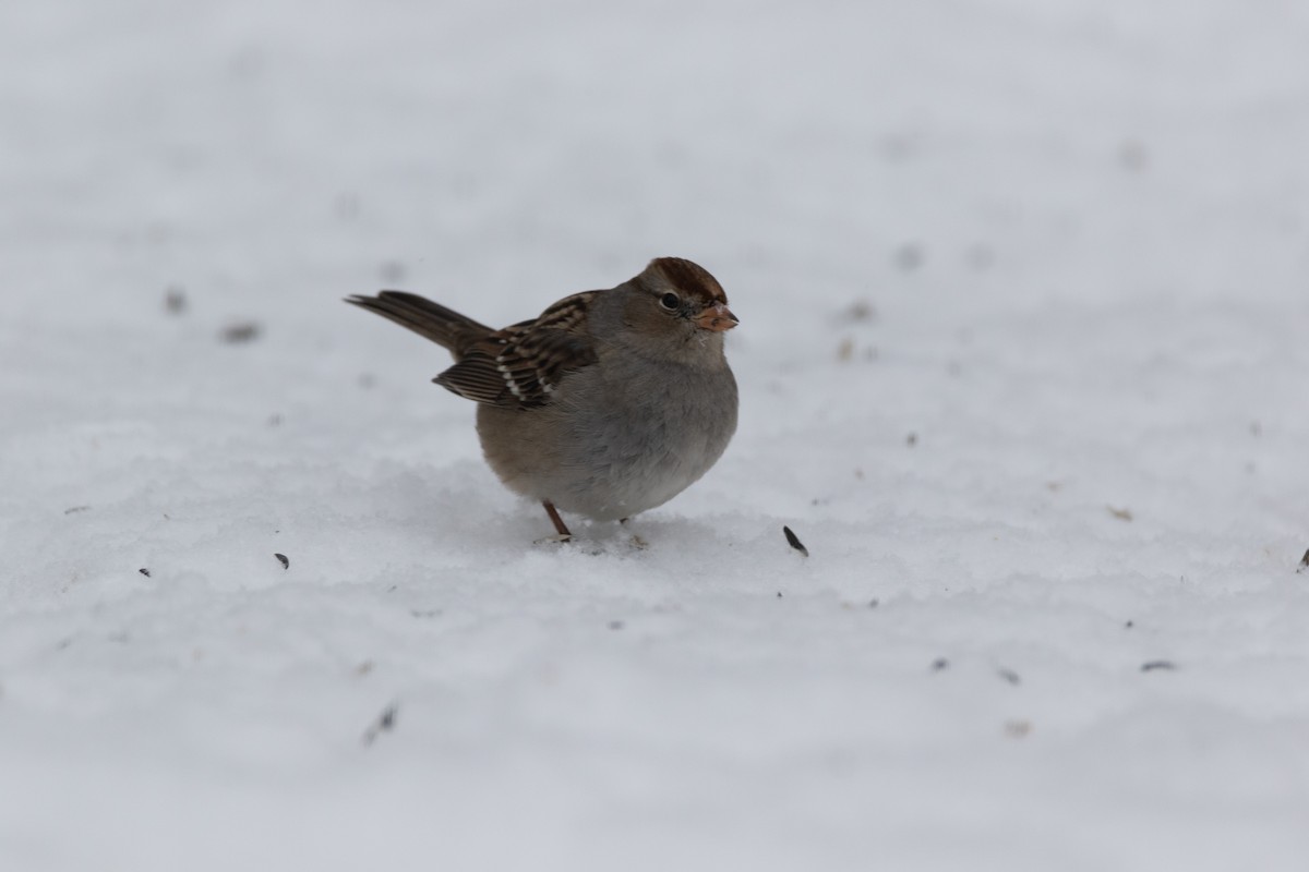 White-crowned Sparrow - ML516485821