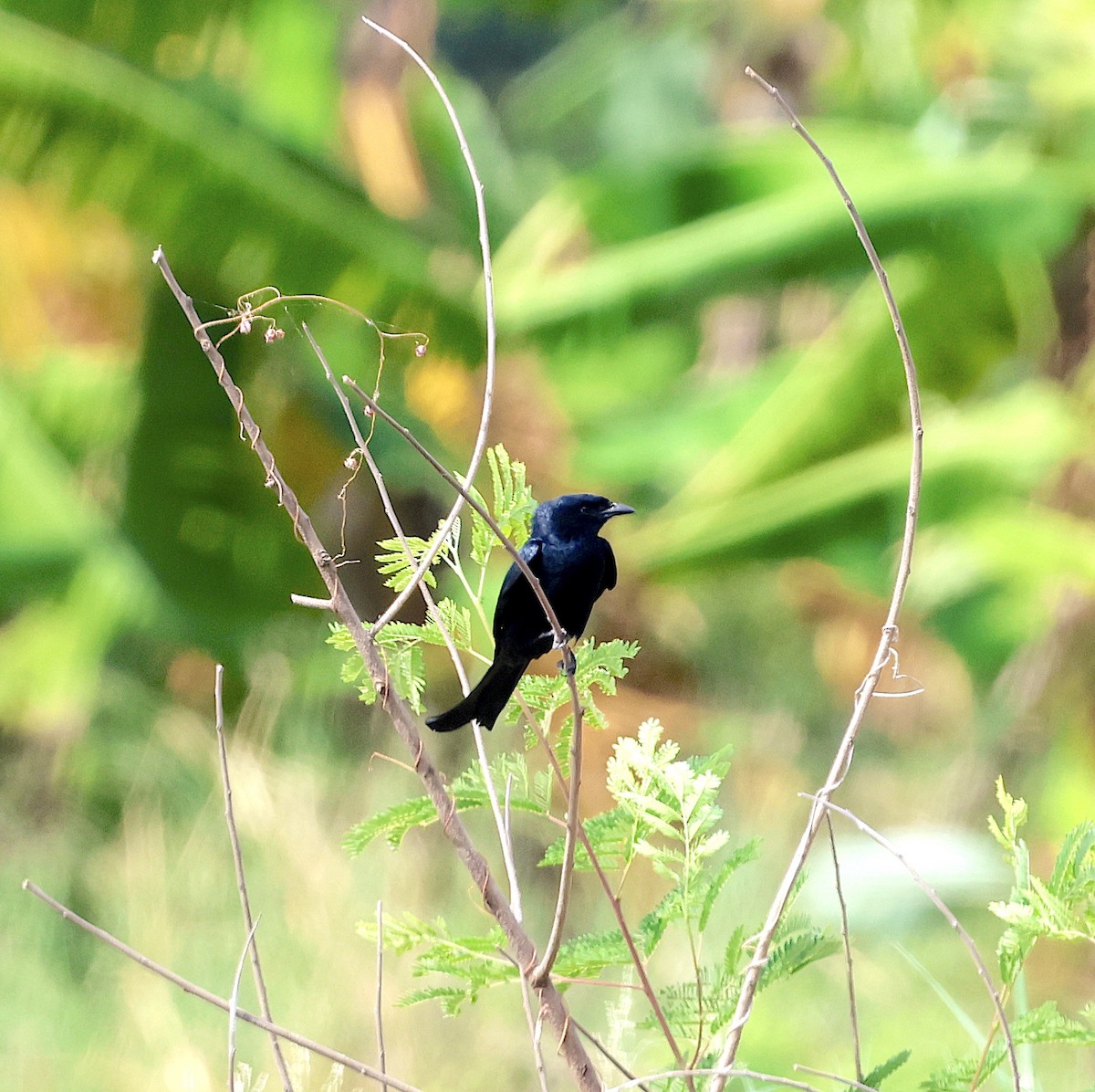 Black Drongo - ML516486531