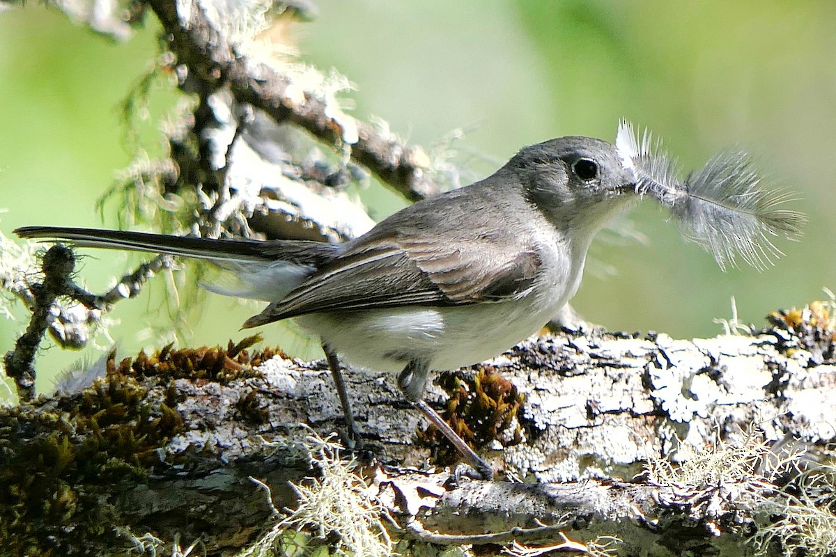 Blue-gray Gnatcatcher - ML516487081